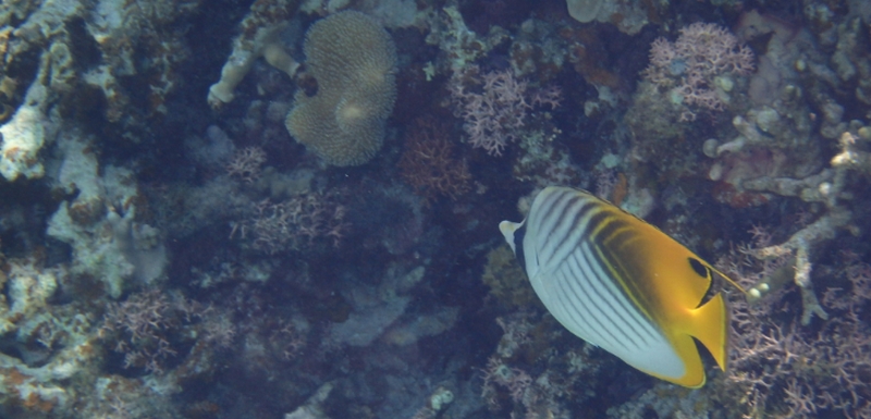 ���̂��邨�������P�b�����ɃT���i���I�y���C�X�r�M���i�I�[���C�������G�}���W����No.11�j�z
���T�C�g